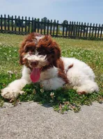 Mini labradoodle (parti), a male Labradoodle for sale in Jacksonville, NC – 4 of 5