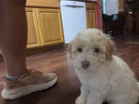 Lulu (mini), a female Miniature Labradoodle for sale in Jacksonville, NC – 2 of 4