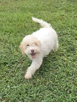 Lulu (mini), a female Miniature Labradoodle for sale in Jacksonville, NC – 4 of 4