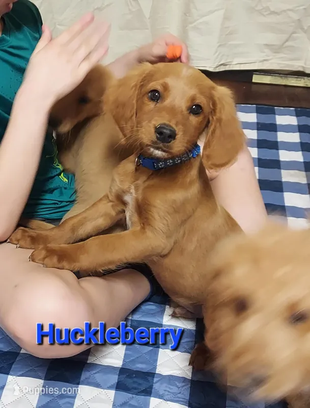 Mini labradoodle (blue) – Labradoodle puppy for sale in Jacksonville, NC