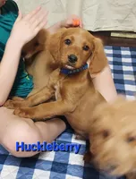 Mini labradoodle (blue), a male Labradoodle for sale in Jacksonville, NC – Photo 1 of 3