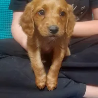 Mini labradoodle (blue), a male Labradoodle for sale in Jacksonville, NC – Photo 2 of 3