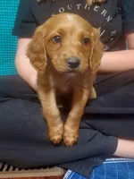 Mini labradoodle (blue), a male Labradoodle for sale in Jacksonville, NC – Photo 2 of 2