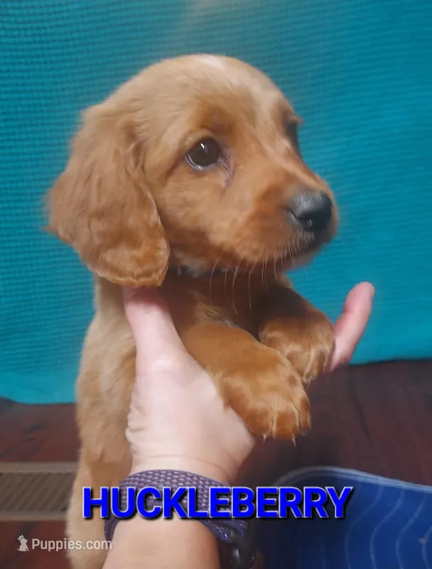 Mini labradoodle (blue)