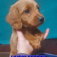 Mini labradoodle (blue), a male Labradoodle for sale in Jacksonville, NC – Photo 3 of 3