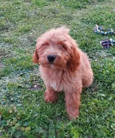 Mini Labradoodle (green), a male Labradoodle for sale in Jacksonville, NC – 5 of 5