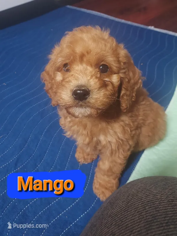 Mini Labradoodles (orange)