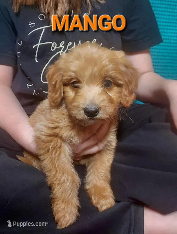 Mini Labradoodles (orange)