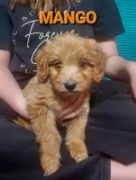 Mini Labradoodles (orange), a male Labradoodle for sale in Jacksonville, NC – Photo 1 of 3