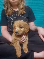 Mini Labradoodles (orange), a male Labradoodle for sale in Jacksonville, NC – Photo 2 of 3