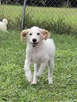 Falkor, a male Miniature Labradoodle for sale in Jacksonville, NC – 7 of 10