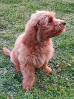 Mini Labradoodle (green), a male Labradoodle for sale in Jacksonville, NC – 3 of 5