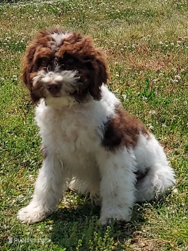 Mini labradoodle (parti) – Labradoodle puppy for sale in Jacksonville, NC