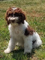 Mini labradoodle (parti), a male Labradoodle for sale in Jacksonville, NC – 1 of 5
