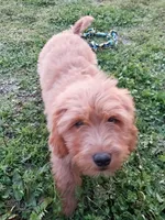 Mini Labradoodle (green), a male Labradoodle for sale in Jacksonville, NC – 2 of 5