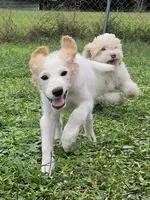 Falkor, a male Miniature Labradoodle for sale in Jacksonville, NC – 8 of 10
