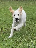 Falkor, a male Miniature Labradoodle for sale in Jacksonville, NC – 4 of 10