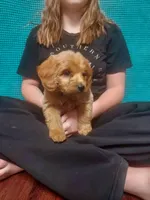 Mini Labradoodles (green), a male Labradoodle for sale in Jacksonville, NC – Photo 3 of 4