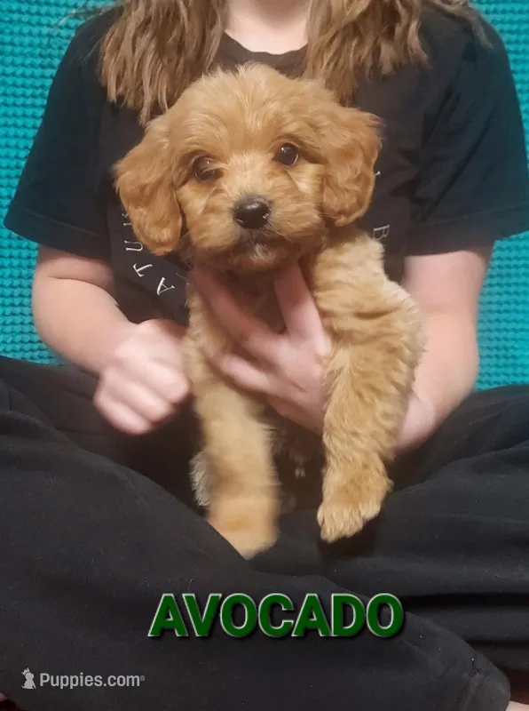 Mini Labradoodles (green)