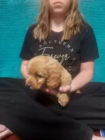 Mini Labradoodles (green), a male Labradoodle for sale in Jacksonville, NC – Photo 2 of 4