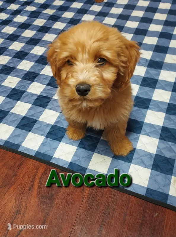 Mini Labradoodles (green) – Labradoodle puppy for sale in Jacksonville, NC