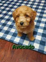Mini Labradoodles (green), a male Labradoodle for sale in Jacksonville, NC – Photo 1 of 2
