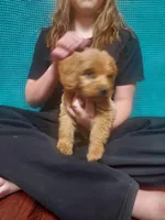 Mini Labradoodles (green), a male Labradoodle for sale in Jacksonville, NC – Photo 4 of 4