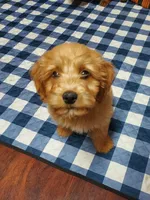 Mini Labradoodles (green), a male Labradoodle for sale in Jacksonville, NC – Photo 2 of 2