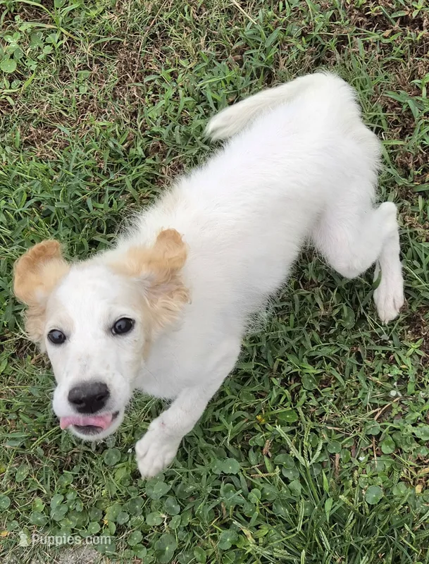 Falkor – Miniature Labradoodle puppy for sale in Jacksonville, NC