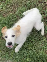 Falkor, a male Miniature Labradoodle for sale in Jacksonville, NC – 1 of 10