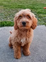 Mini Labradoodle (green), a male Labradoodle for sale in Jacksonville, NC – 1 of 5