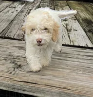 Lulu (mini), a female Miniature Labradoodle for sale in Jacksonville, NC – 3 of 4
