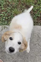Falkor, a male Miniature Labradoodle for sale in Jacksonville, NC – 3 of 10