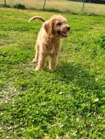 Mini Labradoodles (red), a male Labradoodle for sale in Jacksonville, NC – Photo 6 of 6