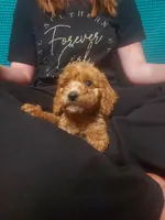 Mini Labradoodles (red), a male Labradoodle for sale in Jacksonville, NC – Photo 3 of 3