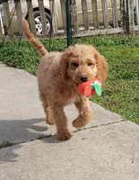 Mini Labradoodles (red), a male Labradoodle for sale in Jacksonville, NC – Photo 3 of 6