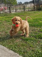 Mini Labradoodles (red), a male Labradoodle for sale in Jacksonville, NC – Photo 1 of 6