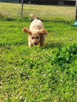 Mini Labradoodles (red), a male Labradoodle for sale in Jacksonville, NC – Photo 5 of 6