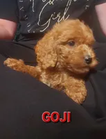 Mini Labradoodles (red), a male Labradoodle for sale in Jacksonville, NC – Photo 1 of 3