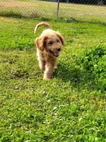 Mini Labradoodles (red), a male Labradoodle for sale in Jacksonville, NC – Photo 4 of 6