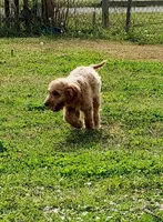 Mini Labradoodles (red), a male Labradoodle for sale in Jacksonville, NC – Photo 2 of 6