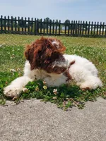 Mini labradoodle (parti), a male Labradoodle for sale in Jacksonville, NC – 5 of 5