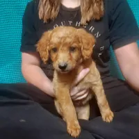 Mini labradoodle (coral), a female Labradoodle for sale in Jacksonville, NC – Photo 2 of 3