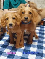 Mini labradoodle (coral), a female Labradoodle for sale in Jacksonville, NC – Photo 3 of 3