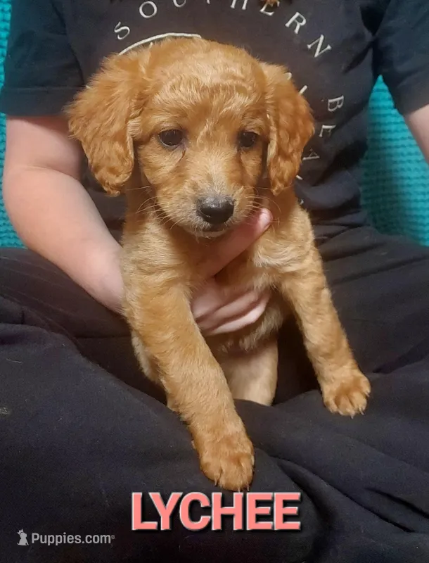Mini labradoodle (coral)