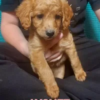 Mini labradoodle (coral), a female Labradoodle for sale in Jacksonville, NC – Photo 1 of 3