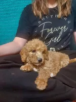 Mini labradoodle (pink), a female Labradoodle for sale in Jacksonville, NC – Photo 3 of 4