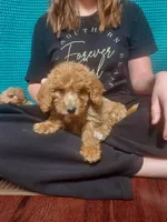 Mini labradoodle (pink), a female Labradoodle for sale in Jacksonville, NC – Photo 4 of 4