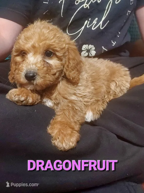 Mini labrdoodle (pink)