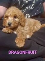 Mini labradoodle (pink), a female Labradoodle for sale in Jacksonville, NC – Photo 1 of 4